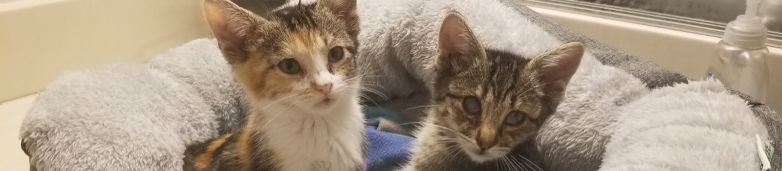 West Coast Cat and Kitten Rescue